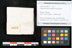 Foto (Objekt + Etikett) von Glyptostrobus europaeus Brongniarti (NHMW-GEO-2024-0188-8072)
